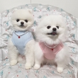 Fluffo Teacup Pomeranian Puppies